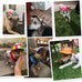 Puppy Summer Hats