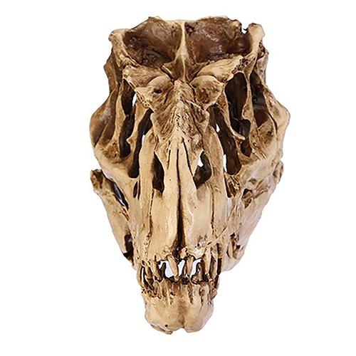 Dinosaure T-Rex Skull