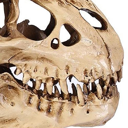 Dinosaure T-Rex Skull