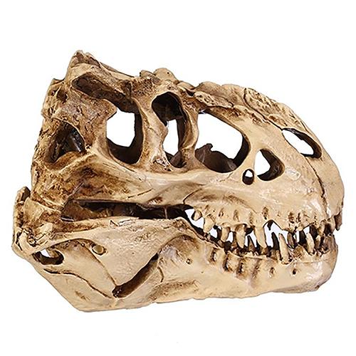Dinosaure T-Rex Skull
