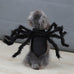 Spider costume for dogs, cats