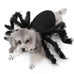 Spider costume for dogs, cats